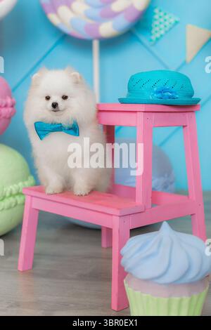 Poméranie blanche avec noeud papillon bleu assis à côté d'un tabouret rose parmi les accessoires de bonbons pastel géants d'intérieur Banque D'Images