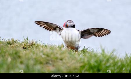 Un macareux coloré étire ses ailes tandis qu'il est perché sur une falaise verdoyante surplombant les magnifiques eaux côtières de l'Islande. Bakkagerd, Islande orientale, macareux. Banque D'Images