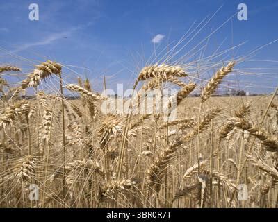 Gros plan des épis de blé mûrs sous un ciel bleu clair par une journée ensoleillée. Banque D'Images