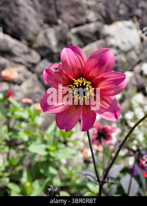 Dahlia rose « évêque de Llandaff » en pleine floraison, photographié devant un mur rustique de pierre floue. Banque D'Images