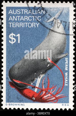 Cachalot chassant un calmar géant sur un timbre-poste australien Banque D'Images