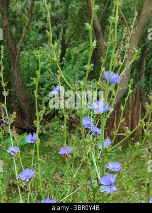 Chicorée commune dans leur habitat naturel en forêt estivale. Cichorium intybus. Mise au point sélective Banque D'Images