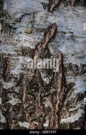 motifs intéressants dans l'écorce d'arbre et le bois de bouleau, dans une forêt de montagne, par une journée d'été ensoleillée Banque D'Images