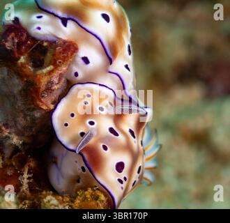 gros plan vue macro d'une paire de nudibranche blanche frangée violette, rampant sur le corail Banque D'Images
