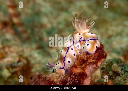 gros plan vue macro d'une paire de nudibranche blanche frangée violette, nom latin, rampant sur le corail Banque D'Images