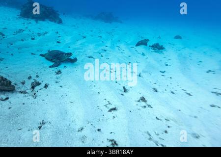 Tortue de mer Hawksbill reposant sur le fond marin sablonneux whaite Banque D'Images