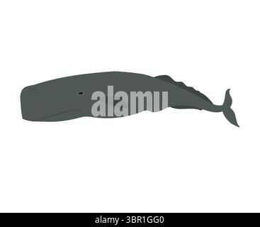 Cachalot dessiné à la main par vecteur isolé sur fond blanc Illustration de Vecteur