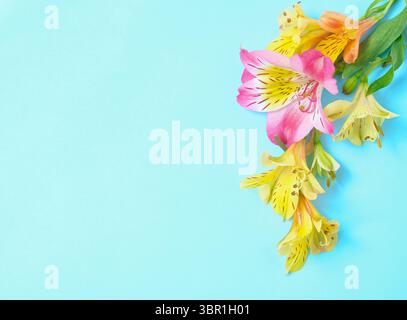 Fleurs d'alstroemeria jaune et rose vibrantes disposées sur un fond bleu vif avec espace de copie Banque D'Images