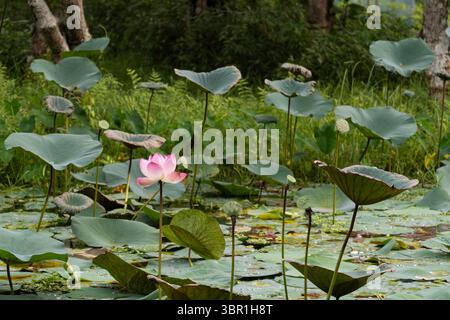 Fleur de Lotus dans un étang entouré de grands coussins de lis Banque D'Images