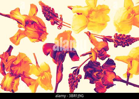 Fleurs colorées dans des tons rouges et jaunes vifs rehaussés numériquement sur un fond clair et doux. Motif fleuri moderne aux couleurs vives. Banque D'Images