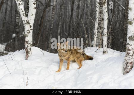 Coyote (Canis latrans) tourne dans la forêt de bouleaux hiver - animal captif Banque D'Images