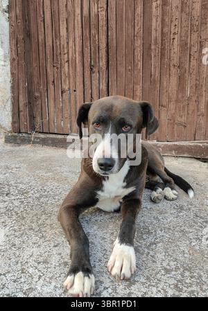 Portrait de chien gardien devant le vieux cadre de porte en bois – Sentinelle de race mixte Banque D'Images