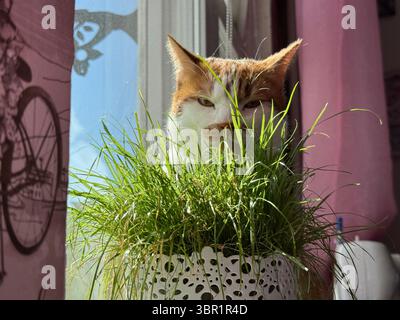 Un gingembre et un chat blanc jetant un coup d'œil derrière un pot d'herbe. Banque D'Images