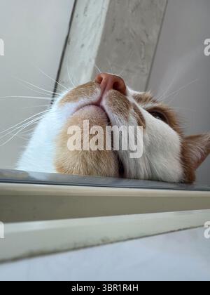 Un visage somnolent et réfléchi d'un chat au gingembre et blanc. Gros plan. Banque D'Images