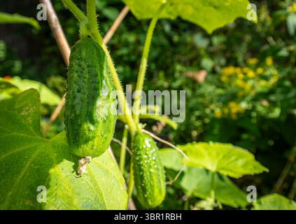 Cornichons mûrs poussant sur des vignes dans un jardin familial, prêts pour la récolte en été Banque D'Images