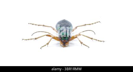 Virginie métallisé grand coléoptère tigre à tête - Tetracha virginica - trouvé en Amérique du Nord et centrale, caractérisé par sa couleur vert métallique et est Banque D'Images