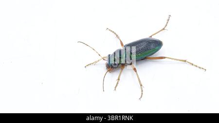 Virginie métallisé grand coléoptère tigre à tête - Tetracha virginica - trouvé en Amérique du Nord et centrale, caractérisé par sa couleur vert métallique et est Banque D'Images