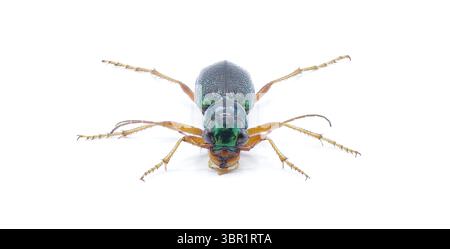 Virginie métallisé grand coléoptère tigre à tête - Tetracha virginica - trouvé en Amérique du Nord et centrale, caractérisé par sa couleur vert métallique et est Banque D'Images