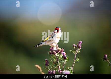 Goldfinch perché sur des chardons à Findhorn en Écosse Banque D'Images