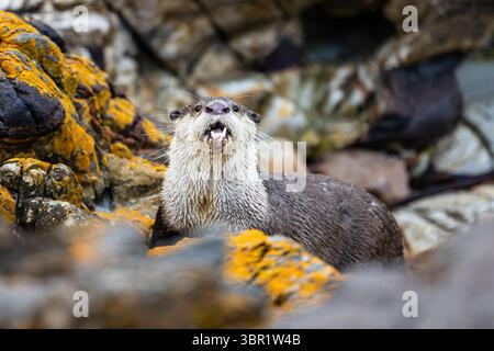 Vue d'une loutre avec sa bouche ouverte parmi les rochers couverts de lichen orange vif, créant un contraste frappant avec la pierre grise, Hermanus, Western Cape, Afrique du Sud. Banque D'Images