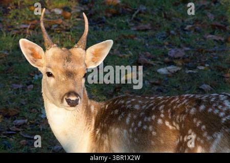 Cerf en jachère mâle avec bois. Rester vigilant, soigneusement vigilant. attentionné en me regardant. Banque D'Images