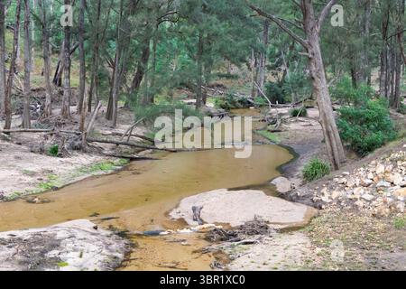 Photographie de la rivière Capertee à des niveaux très bas traversant la vallée de Capertee après des dégâts importants causés par les inondations dans le parc national de Wollemi. Banque D'Images