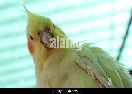 Gros plan profil d'une Cockatiel jaune vibrante avec des joues orange. Portrait de cockatiel jaune vif mettant en valeur des caractéristiques expressives et orange frappant Banque D'Images