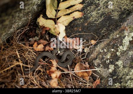 Un jeune additionneur européen à Inkoo, Finlande. Banque D'Images