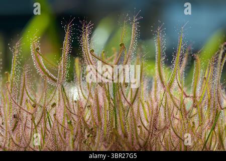 Une image en gros plan de plantes Drosera (Sundew), avec leurs tentacules délicats et recouverts de rosée scintillant à la lumière du soleil. Ces plantes carnivores capturent i. Banque D'Images