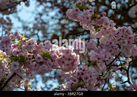 Une vue rapprochée des cerisiers en pleine floraison, capturant les fleurs roses délicates et les pétales mous de l'arbre sous la lumière du soleil, symbolisant le printemps A. Banque D'Images