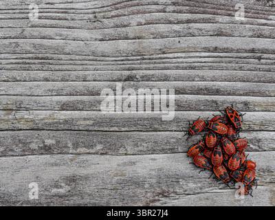 Groupe de coléoptères rouges se sont rassemblés sur une planche de bois fanée, positionnés à l'intersection des lignes de règle des tiers. Banque D'Images
