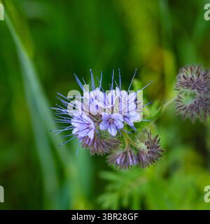 Photo macro de Phacelia tanacetifolia en fleurs, montrant de délicats pétales violets et de fins détails de la structure florale. Banque D'Images