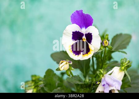 Fleurs de pensées violettes et jaunes dans un jardin de conteneurs. Ambiance printanière précoce, mise au point sélective avec des tons verts naturels. Banque D'Images