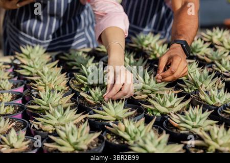 Divers collègues ajustant les succulentes dans des pots noirs sur le banc de pépinière tout en portant des tabliers rayés. Plantes, jardinage, collaboration, horticulture, m Banque D'Images