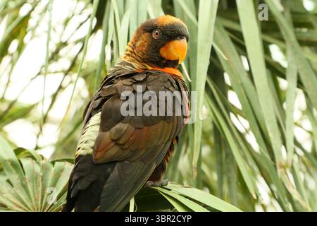 Un lory sombre au parc safari de Woburn Banque D'Images