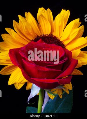 Rose rouge et tournesol contre Black Backgroung Still Life Banque D'Images