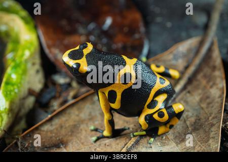 Une grenouille à fléchettes empoisonnée vibrante, noire avec des bandes jaunes audacieuses, est assise sur une feuille. Ses couleurs vives avertissent du danger. Le fond est sombre, terre naturelle. Banque D'Images