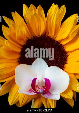 Orchidée blanche et tournesol sur fond noir nature morte Banque D'Images