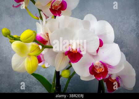 Belles orchidées rouges et blanches encore de la vie Banque D'Images