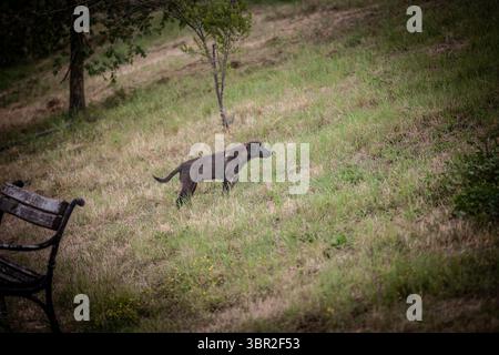 Un petit chiot errant (lutalica) fait une pause sur une colline herbeuse en Serbie, soulignant le sort des chiens abandonnés vivant à l'extérieur dans des espaces publics ruraux. Banque D'Images