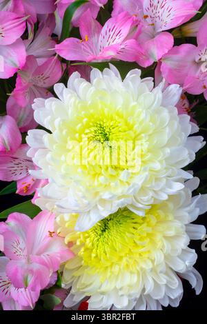 Chrysanthème et Alstromeria Floral nature morte Banque D'Images