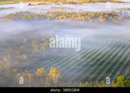 Vue aérienne d'un matin brumeux sur Atherton Tablelands, Queensland Australie, rangées de tilleuls dans un verger Banque D'Images