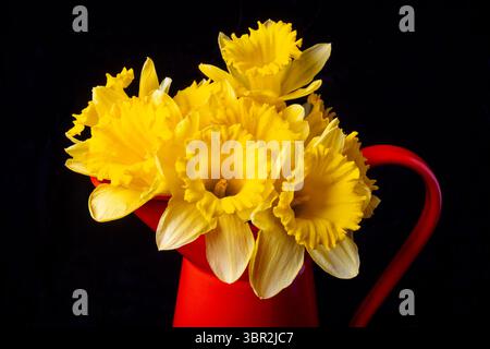 Jonquilles en pichet orange sur fond noir nature morte Banque D'Images