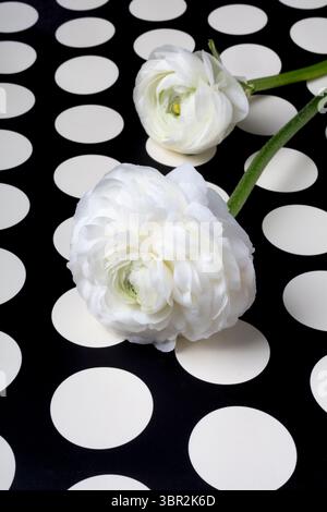 Deux Ranunculus blancs sur des rangées de taches Banque D'Images