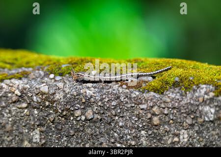 Lézard skink aux yeux de serpent, Cryptoblepharus, insecte mangeur, sur un mur de maçonnerie couvert de mousse, Queensland Australie Banque D'Images