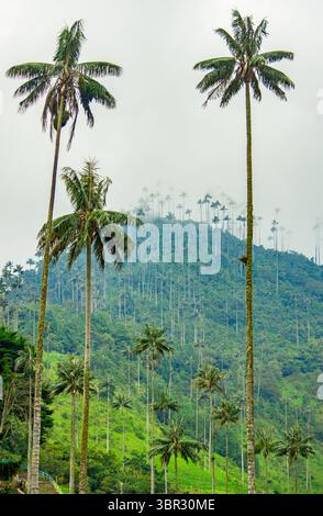 Vue imprenable sur la vallée de Cocora, avec de grands palmiers de cire sur fond de montagne brumeuse à Quindio, Colombie. Banque D'Images