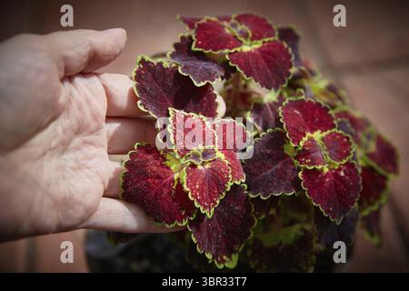 Coleus Blumei Plectranthus scutellarioides. Nom der Pflanzensorte Trailing Burgundy. Coleus Blaetter in der Hand Nahaufnahme Banque D'Images