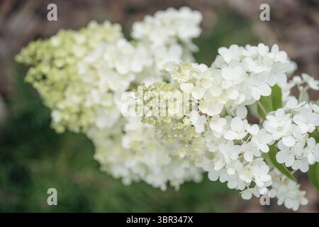 Gros plan de fleurs d'hortensia blanches comme arrière-plan Banque D'Images
