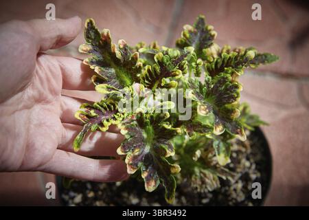 Coleus Blumei Plectranthus scutellarioides. Nom der Pflanzensorte Copper Corail. Coleus Blaetter in der Hand Nahaufnahme Banque D'Images