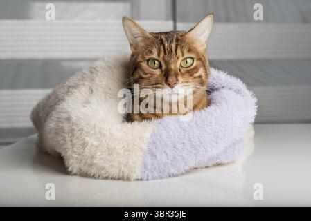 Un chat mignon enveloppé dans un pull tricoté se trouve à la maison. Hiver chaud et confortable Banque D'Images
